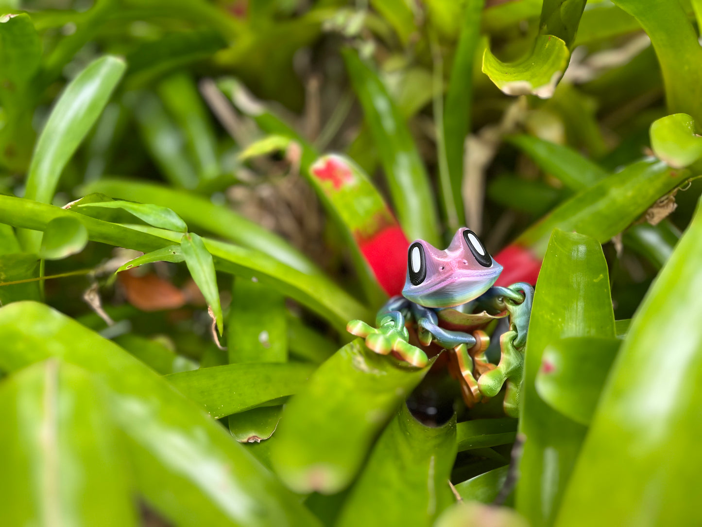 Green Tree Frog