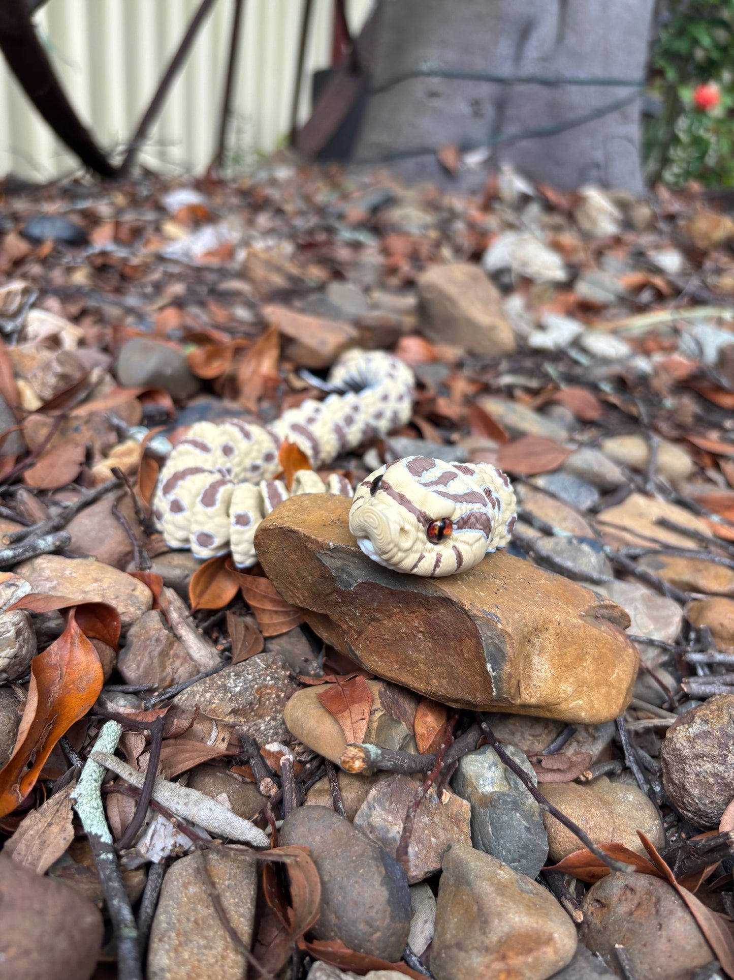 Western Hognose Snake