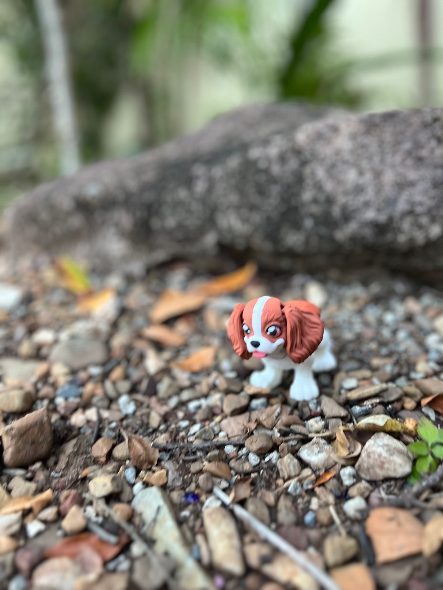 King Charles Cavalier