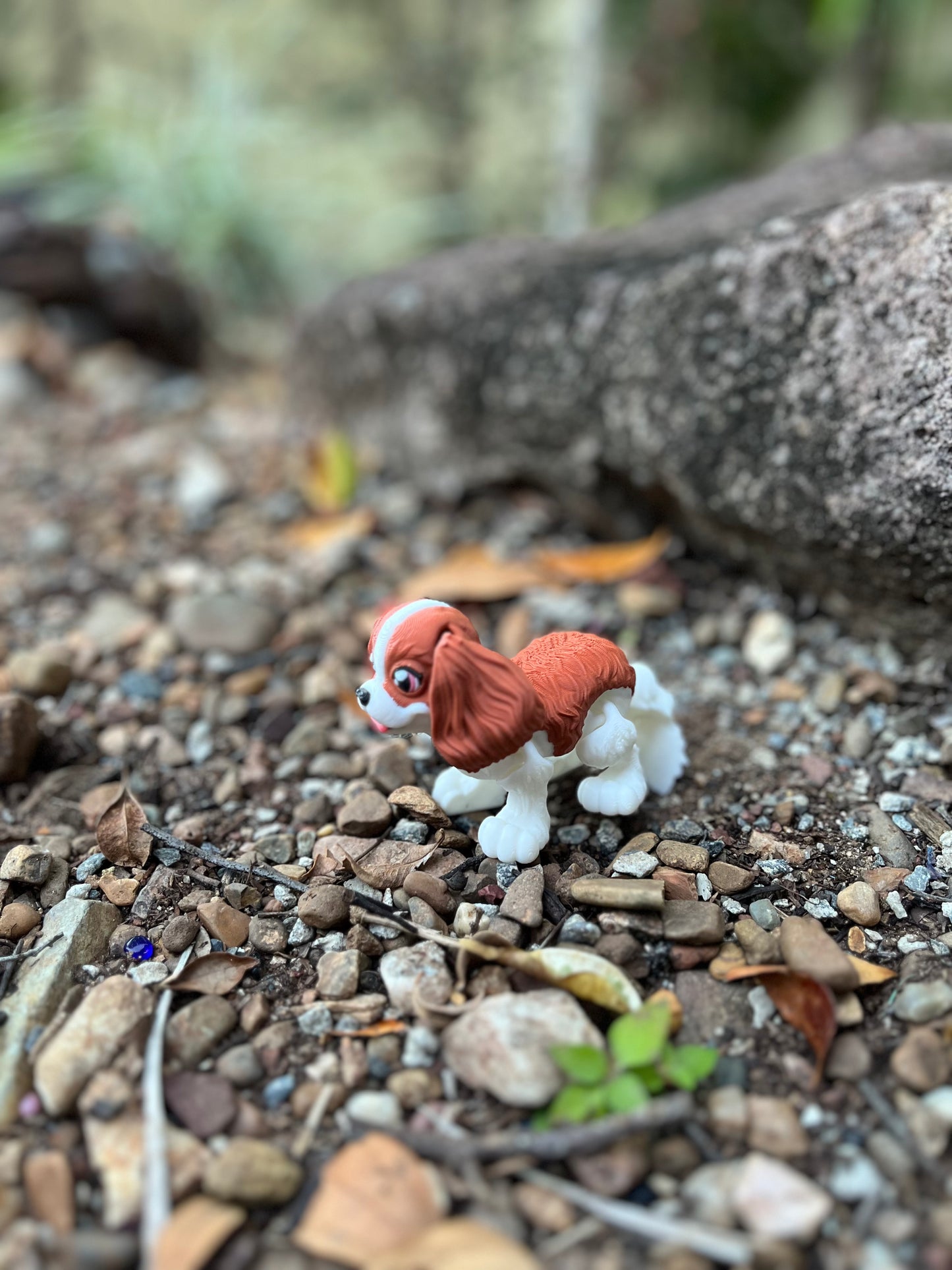 King Charles Cavalier