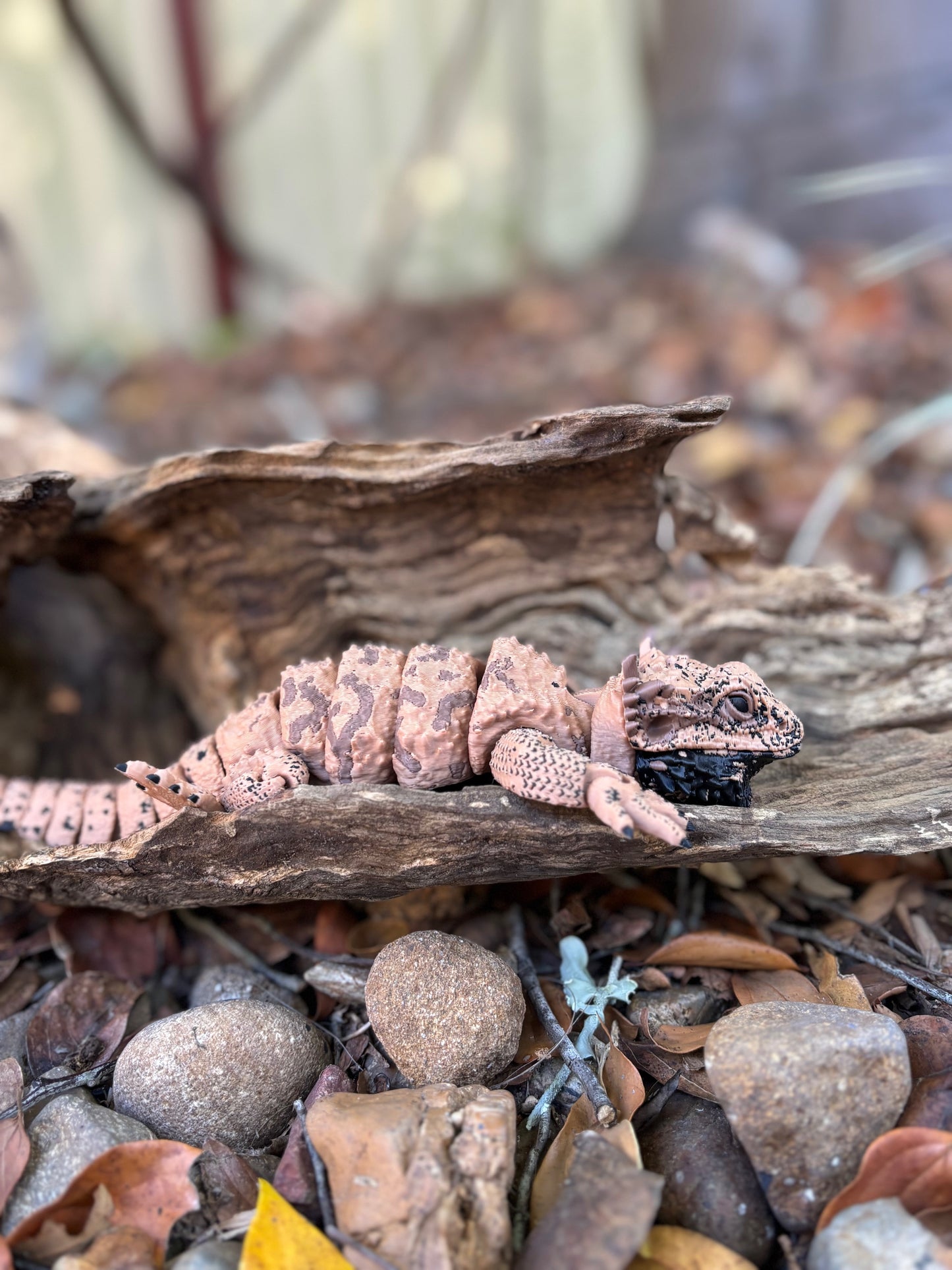 Bearded Dragon Small