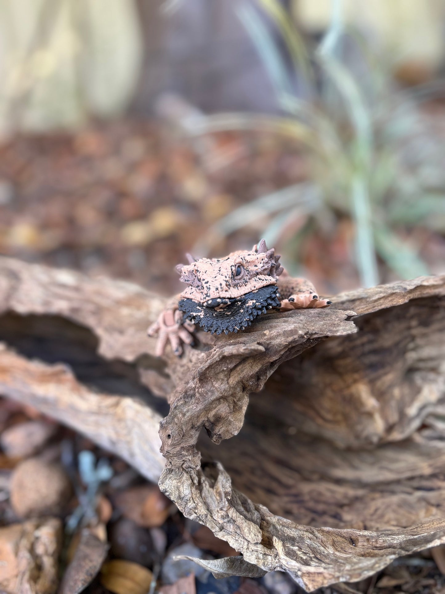 Bearded Dragon Small
