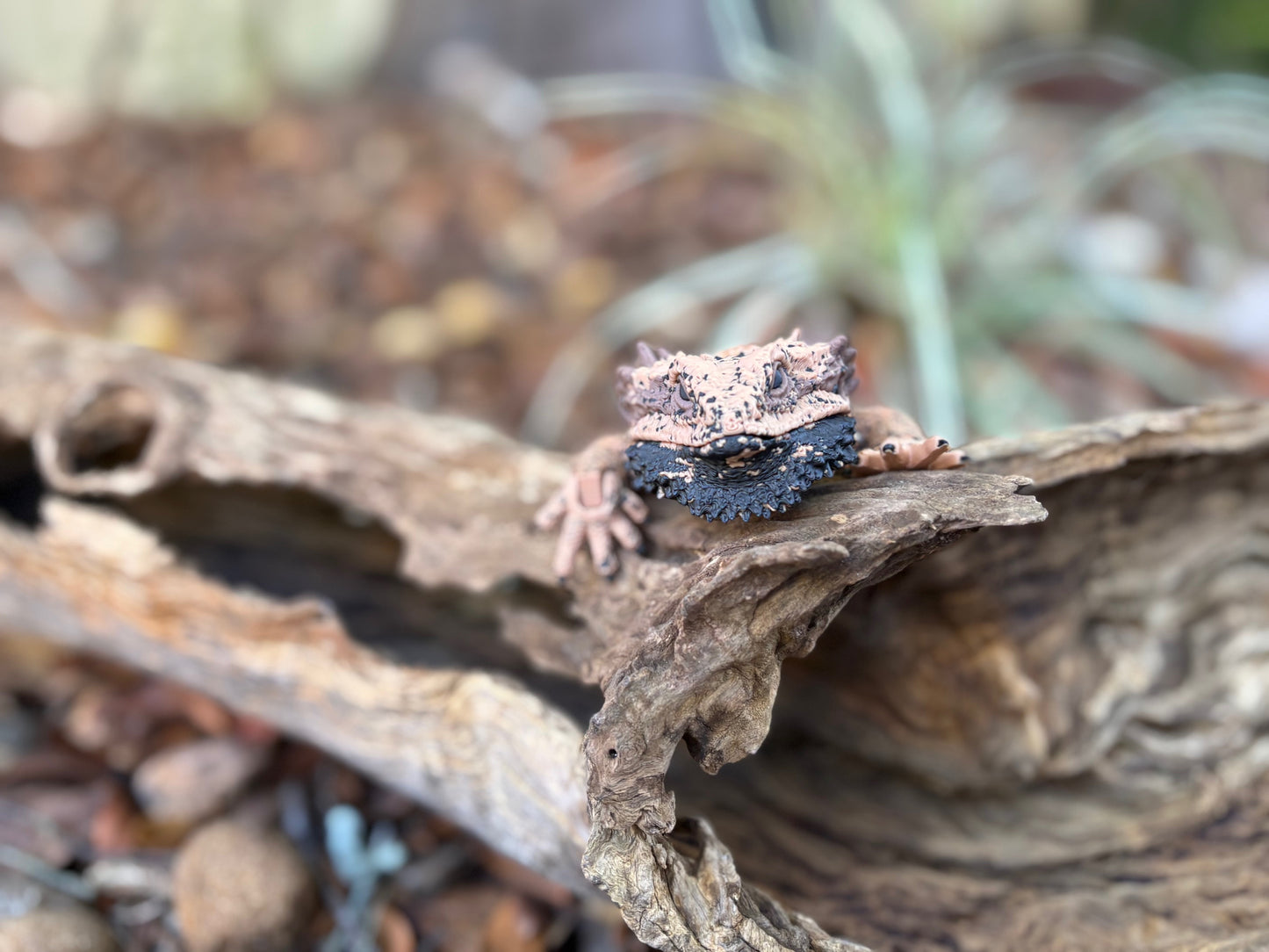 Bearded Dragon Small