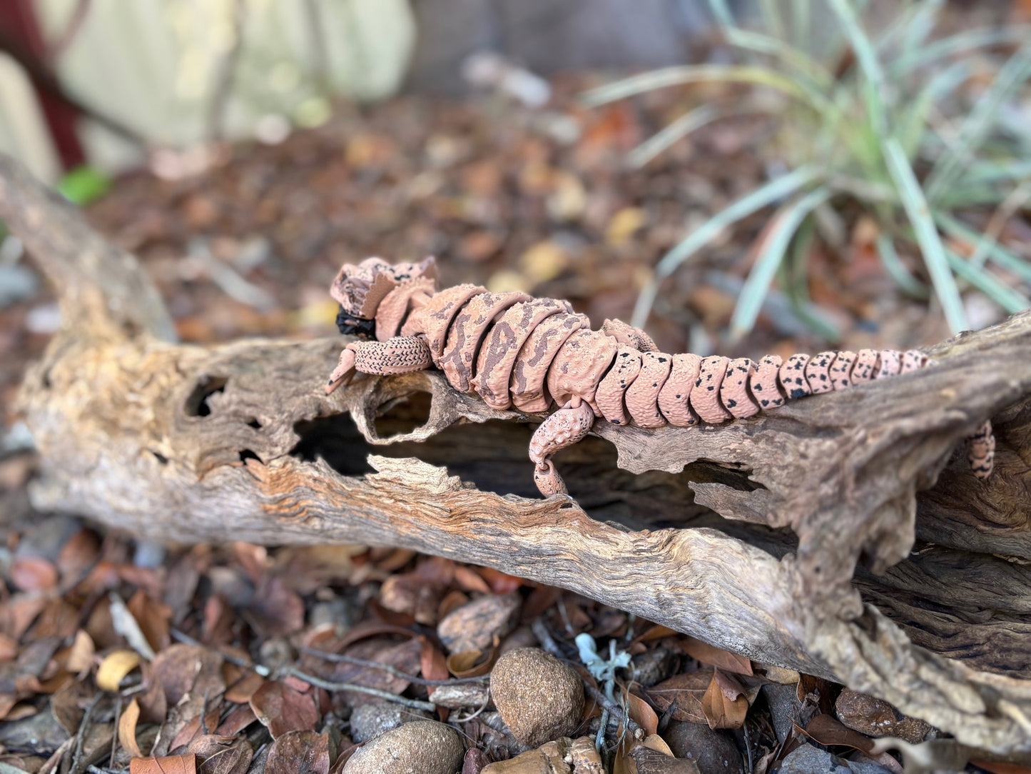Bearded Dragon Small