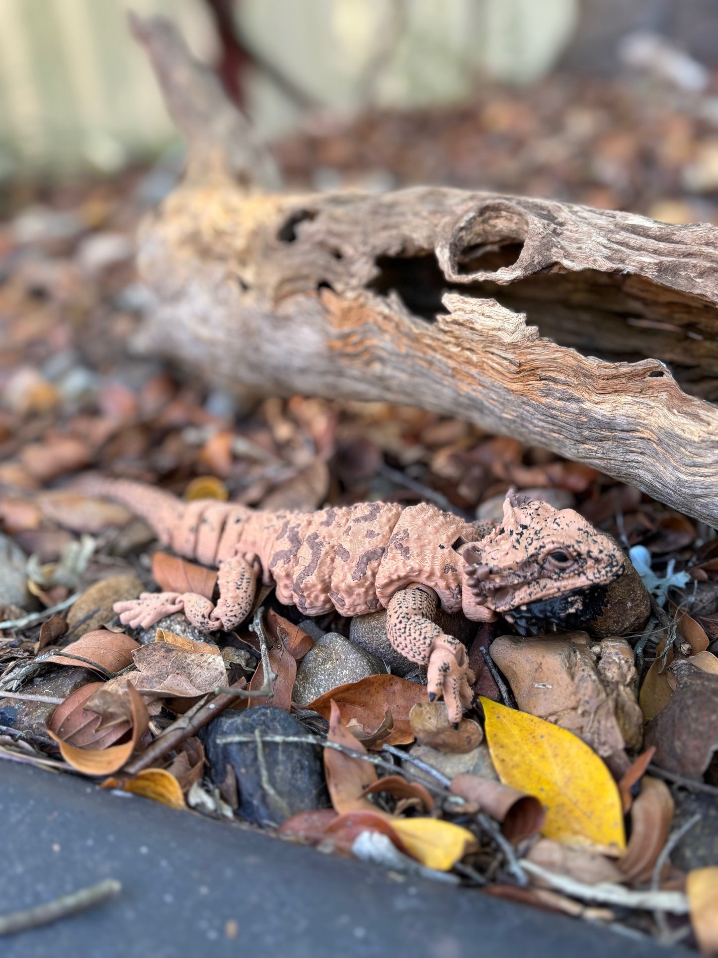 Bearded Dragon Small