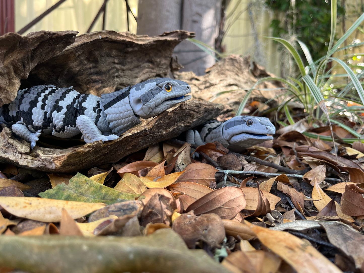 Blue Tongue Lizard