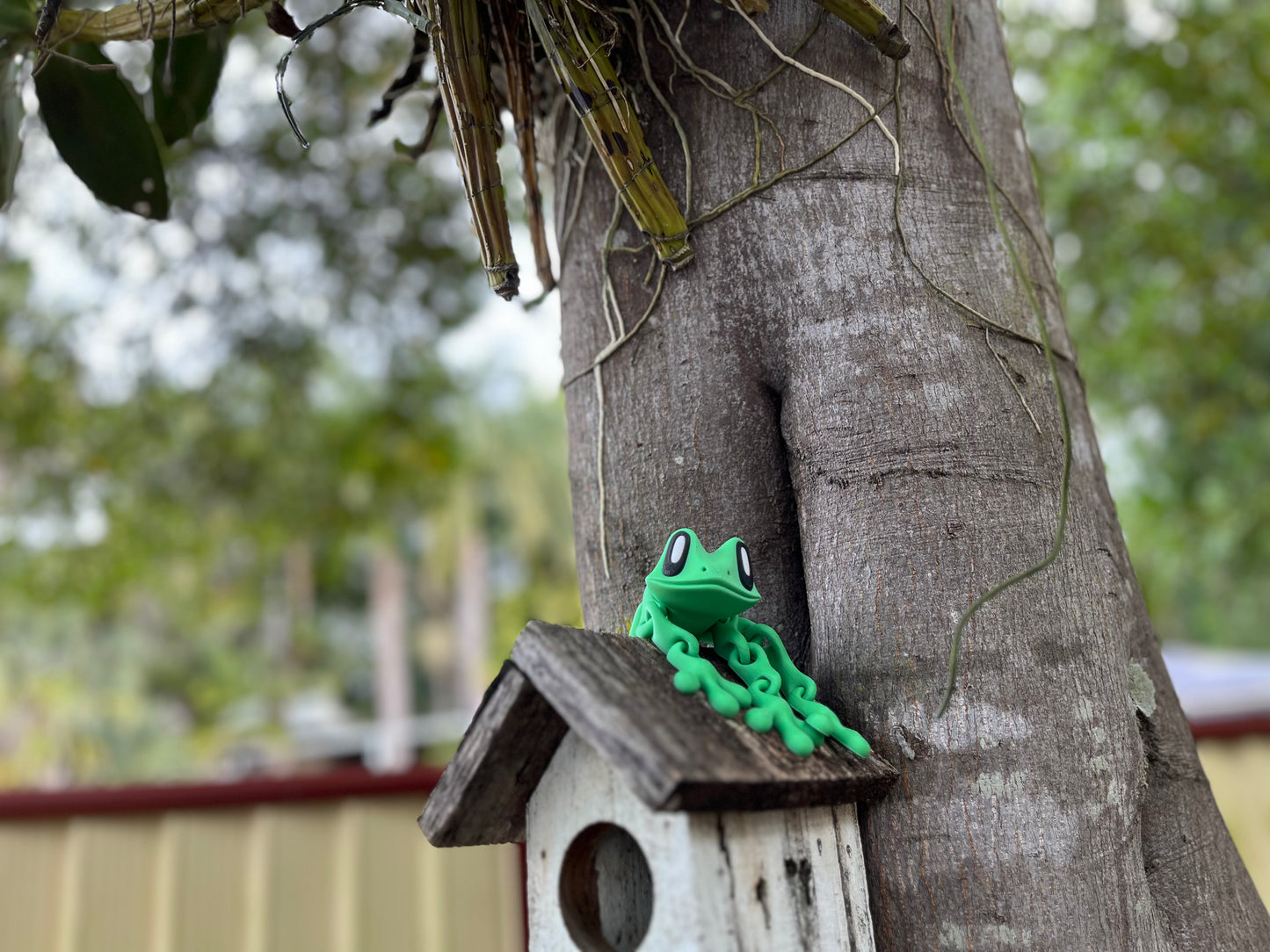 Green Tree Frog