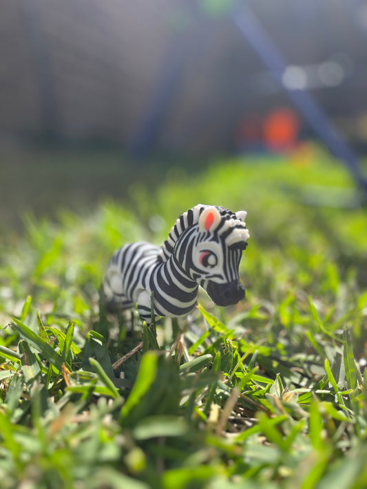 Zebra  Baby