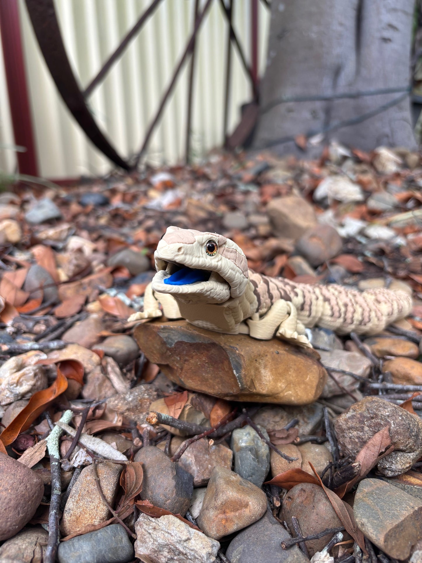 Blue Tongue Lizard