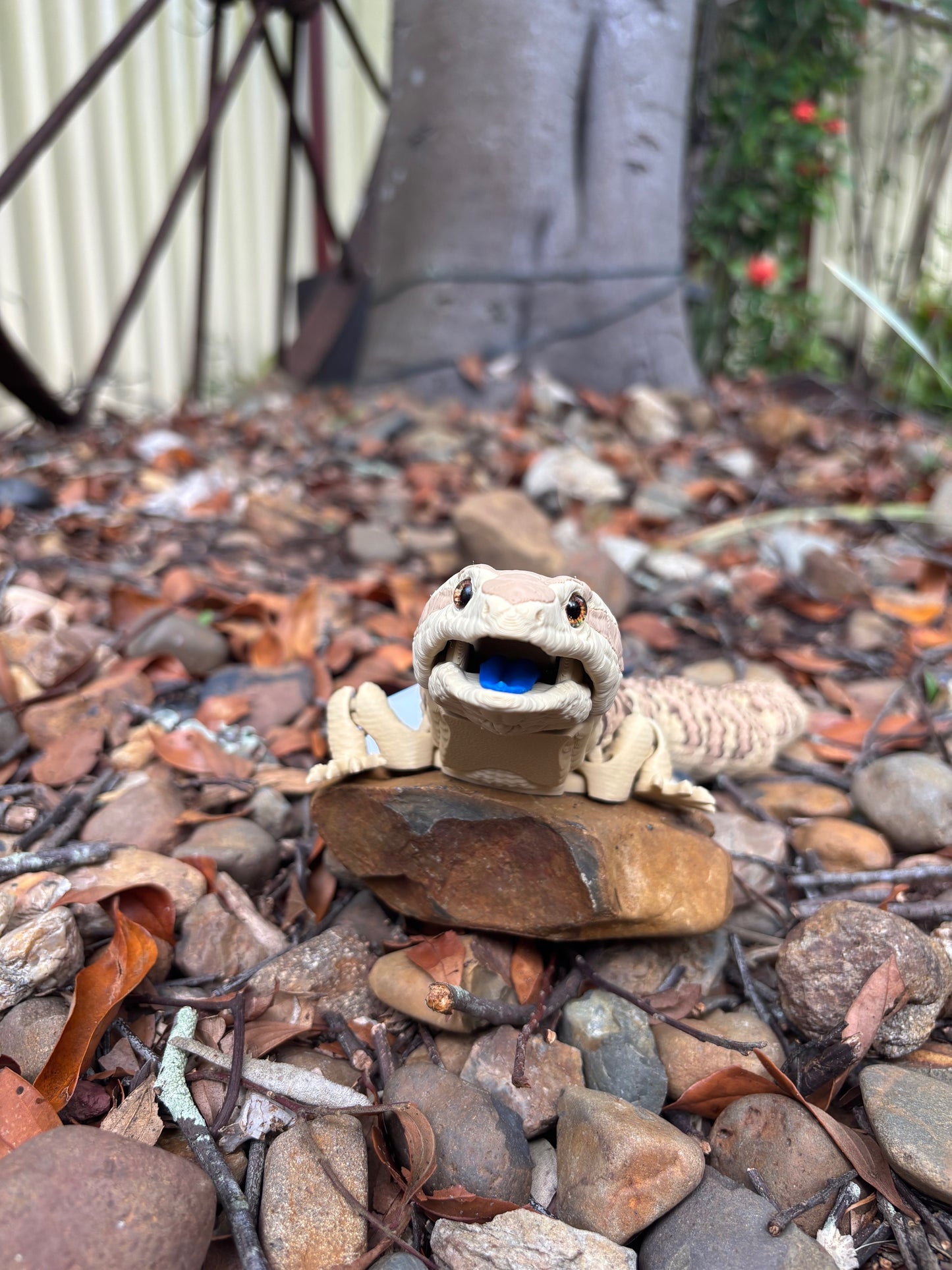 Blue Tongue Lizard