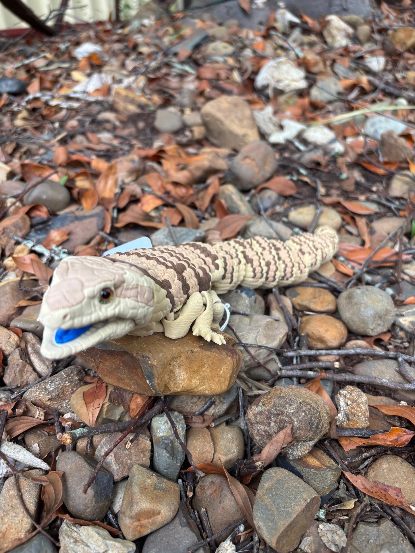 Blue Tongue Lizard