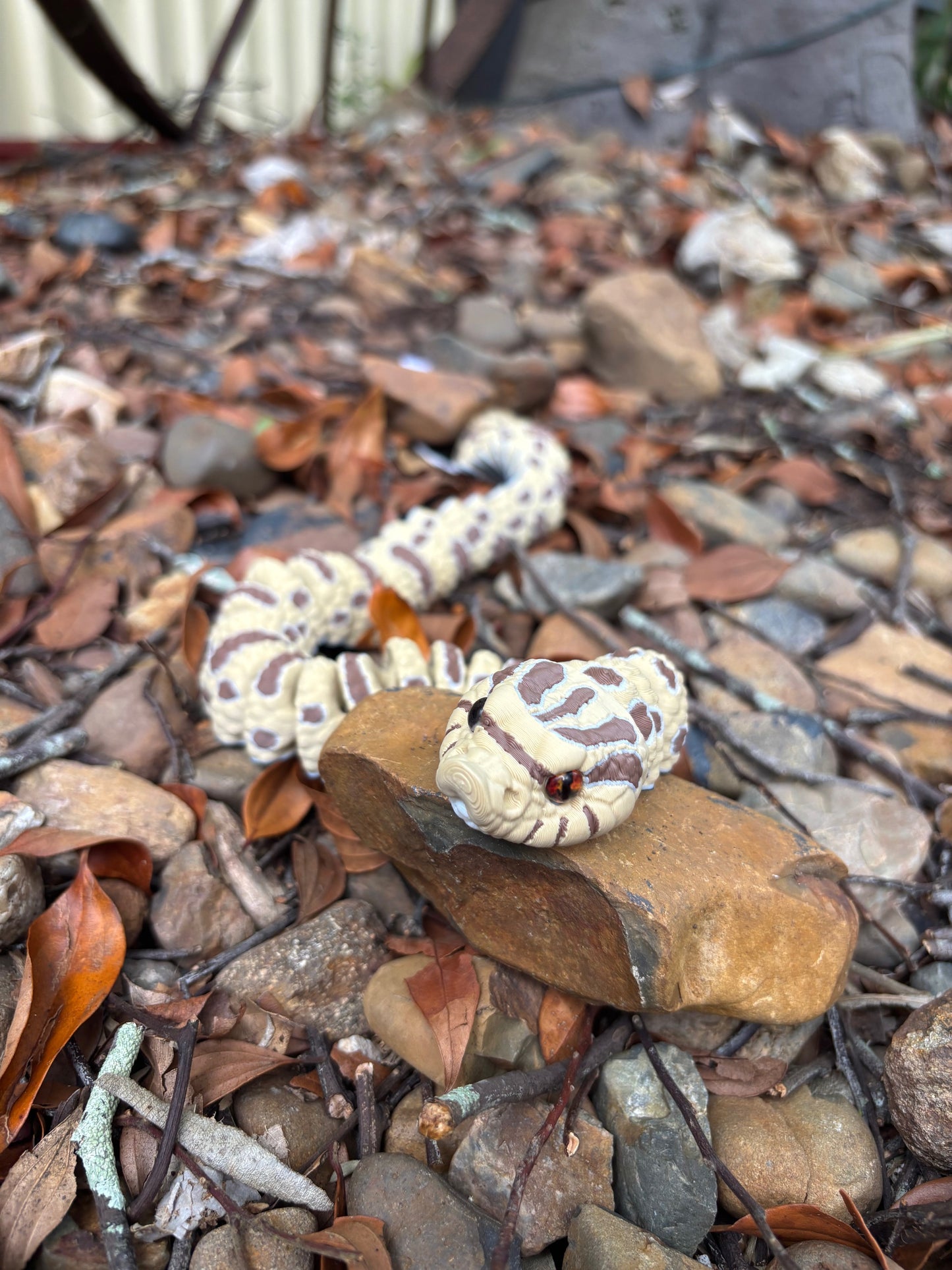 Western Hognose Snake