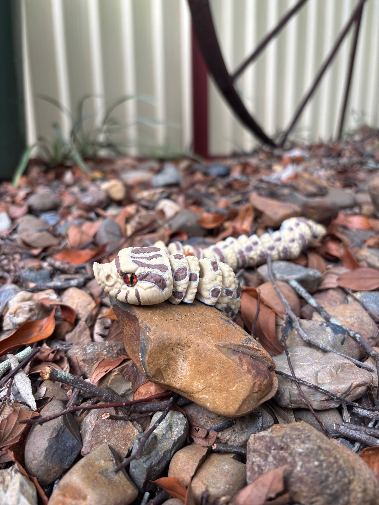 Western Hognose Snake