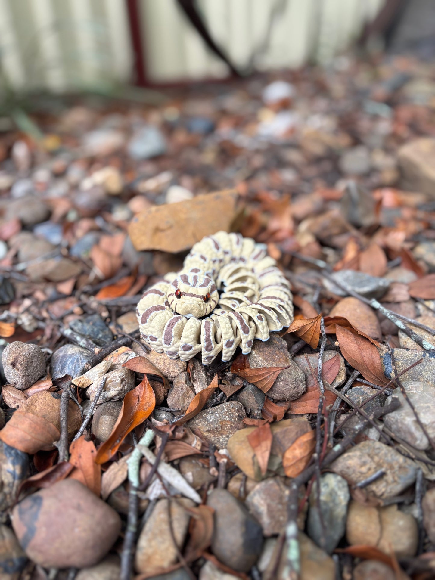 Western Hognose Snake