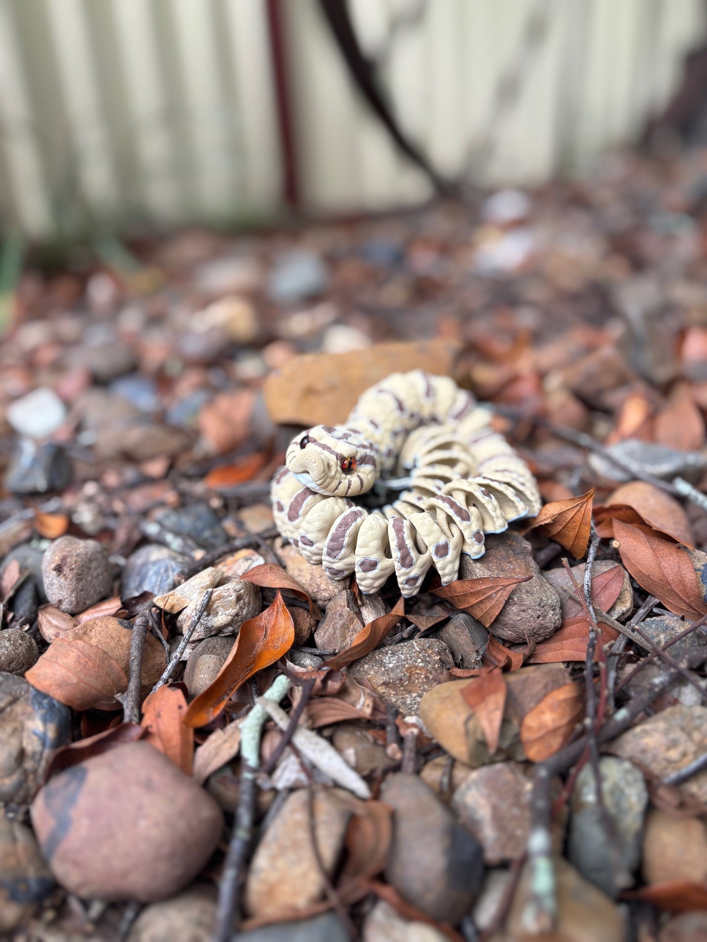 Western Hognose Snake