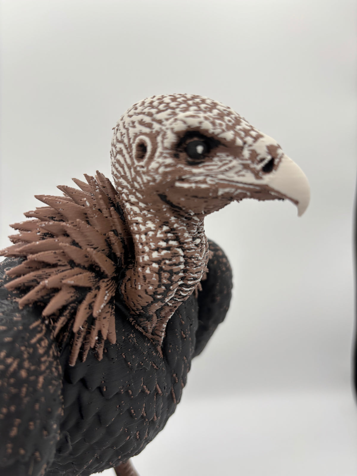 The Vulture - Large